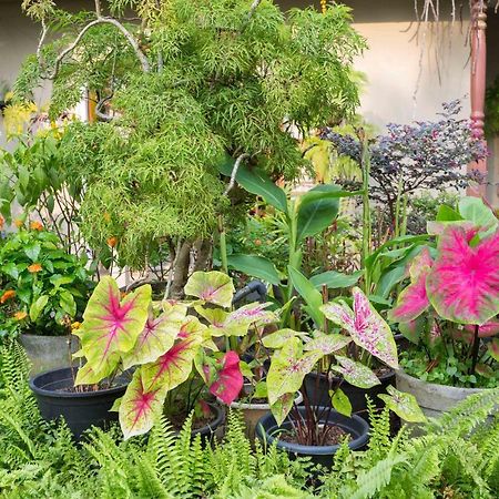 Idor Holidays Sri Jayewardenepura Kotte Ngoại thất bức ảnh